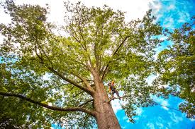 Best Tree Removal Service  in Hillsborough, CA