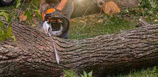 Why Choose Our Tree Removal Services in Hillsborough, CA?