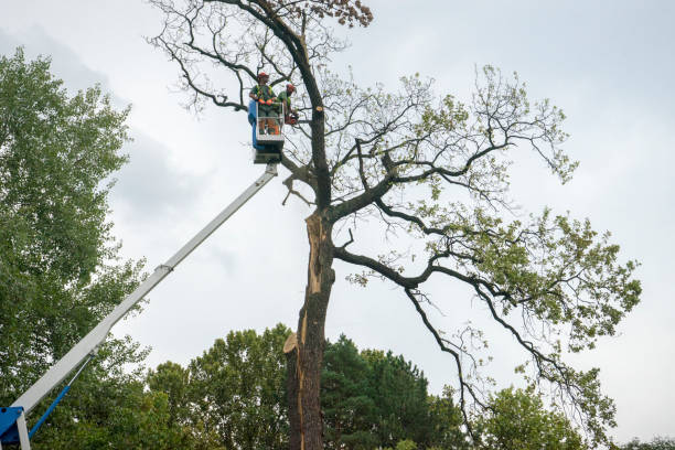 Best Arborist Consultation Services  in Hillsborough, CA