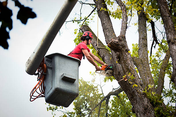  Hillsborough, CA Tree Services Pros